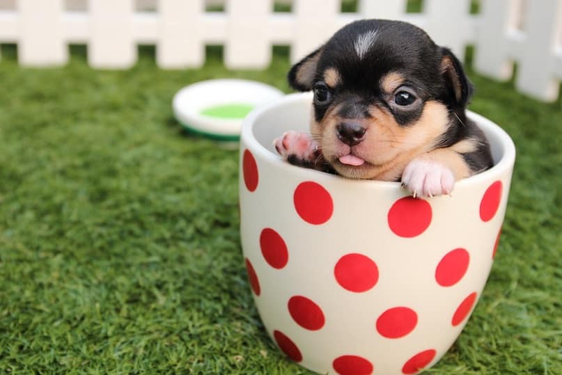גור כלבים קטן יושב בתוך כוס על הדשא מחוץ לבית