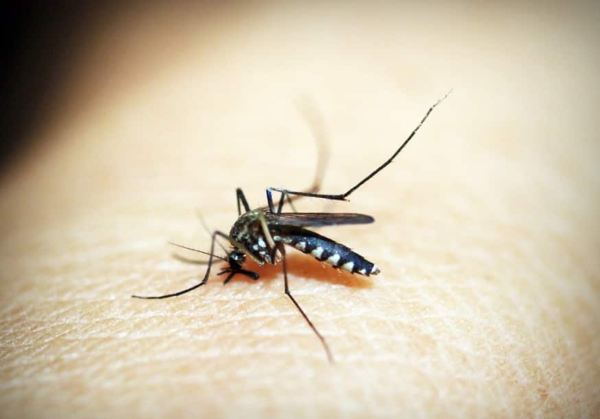 יתוש יושב על יד של בן אדם ושואב לו דם