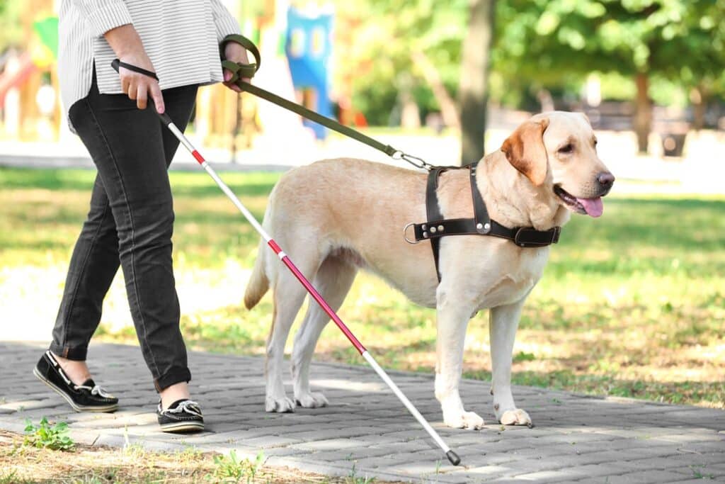 אישה עיוורת אוחזת במקל הליכה ומובלת על ידי כלב נחייה